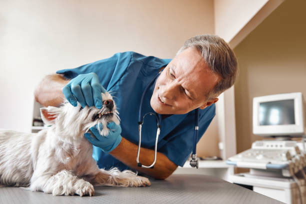 Best Emergency Dentist for Special Needs Patients in New Sarpy, LA
